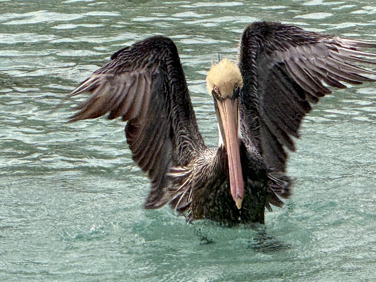Brown Pelican - ML644874803