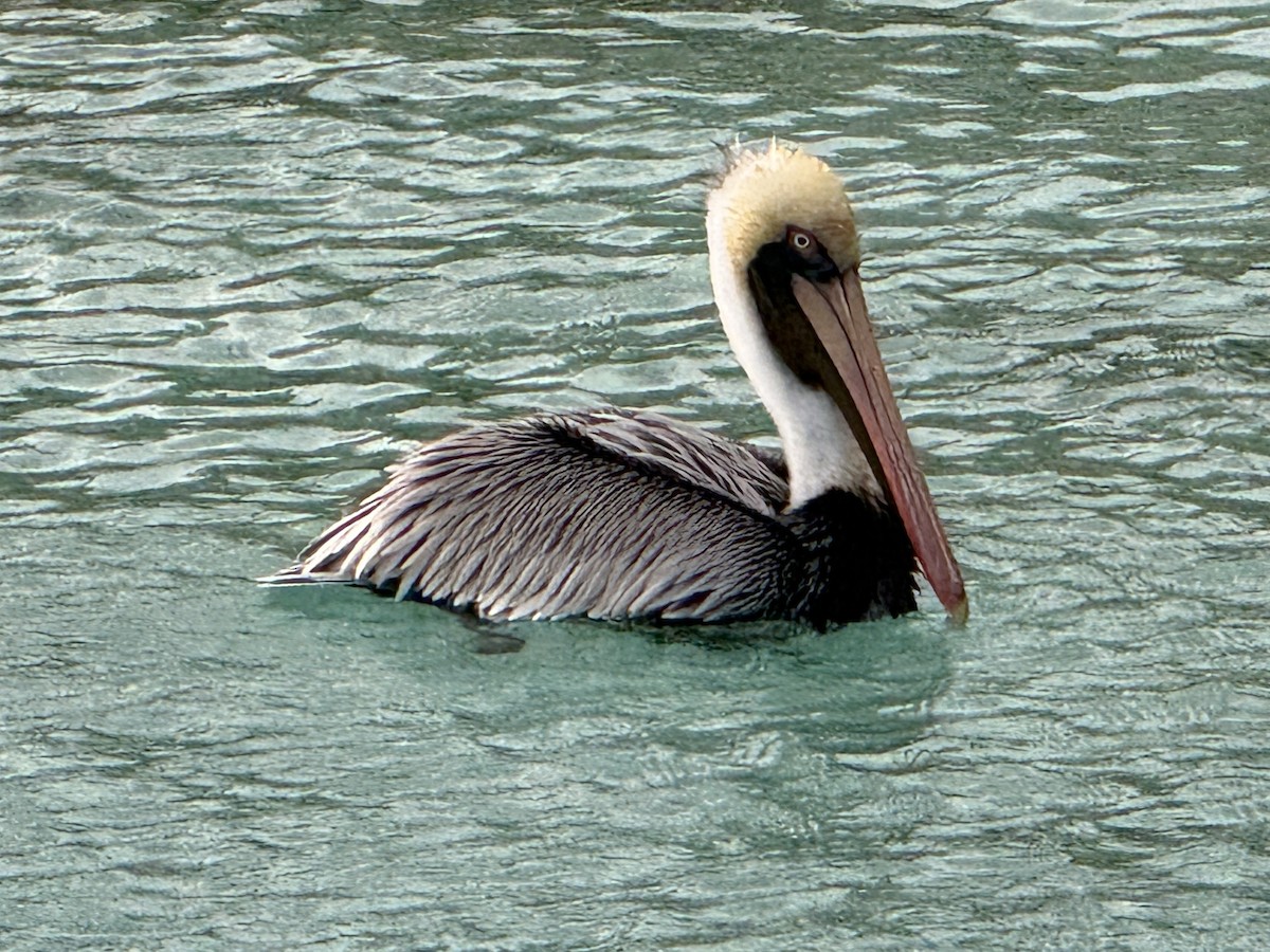 Brown Pelican - ML644874804