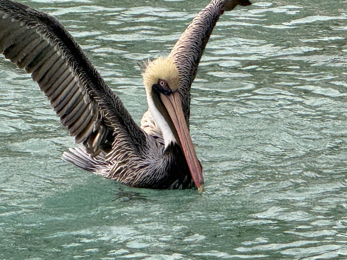 Brown Pelican - ML644874805