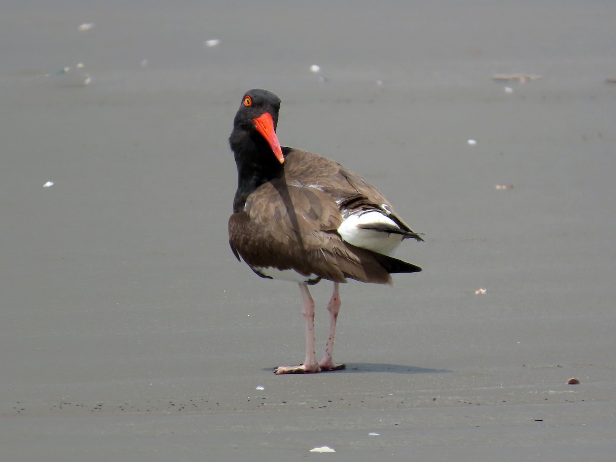 American Oystercatcher - ML644874807