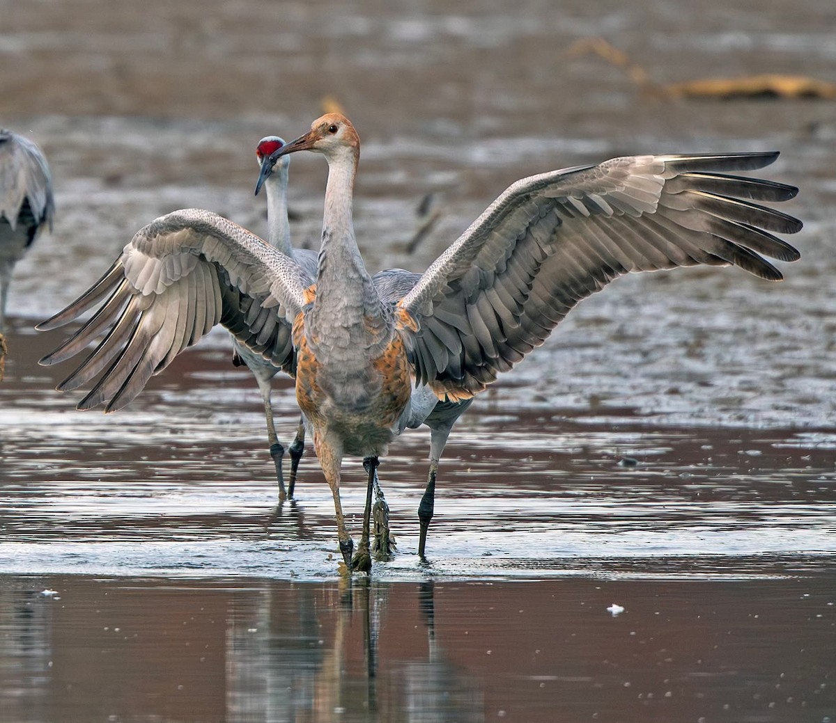 Sandhill Crane - ML644874808
