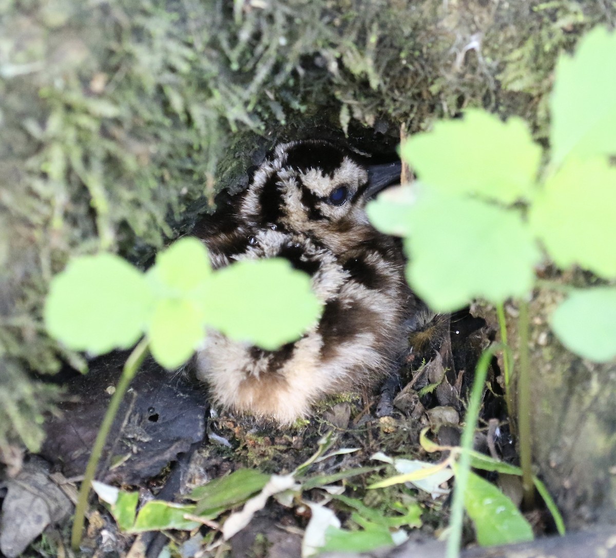 American Woodcock - ML64487481