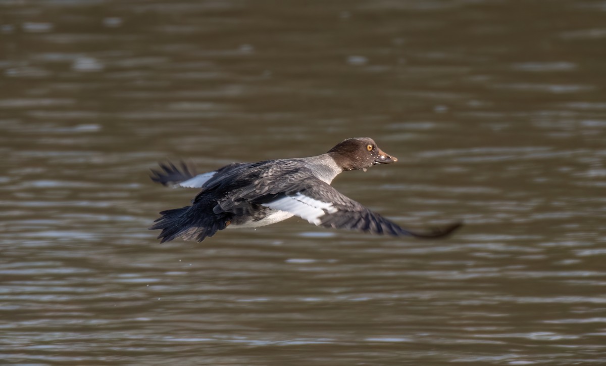Common Goldeneye - ML644874810