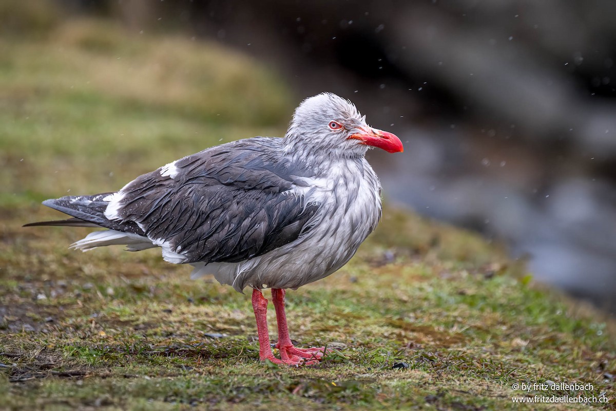 Dolphin Gull - ML644874815