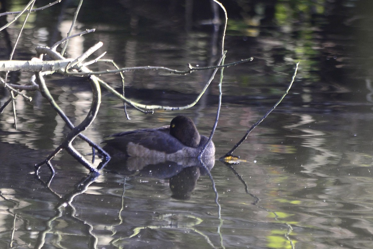 Tufted Duck - ML644874817