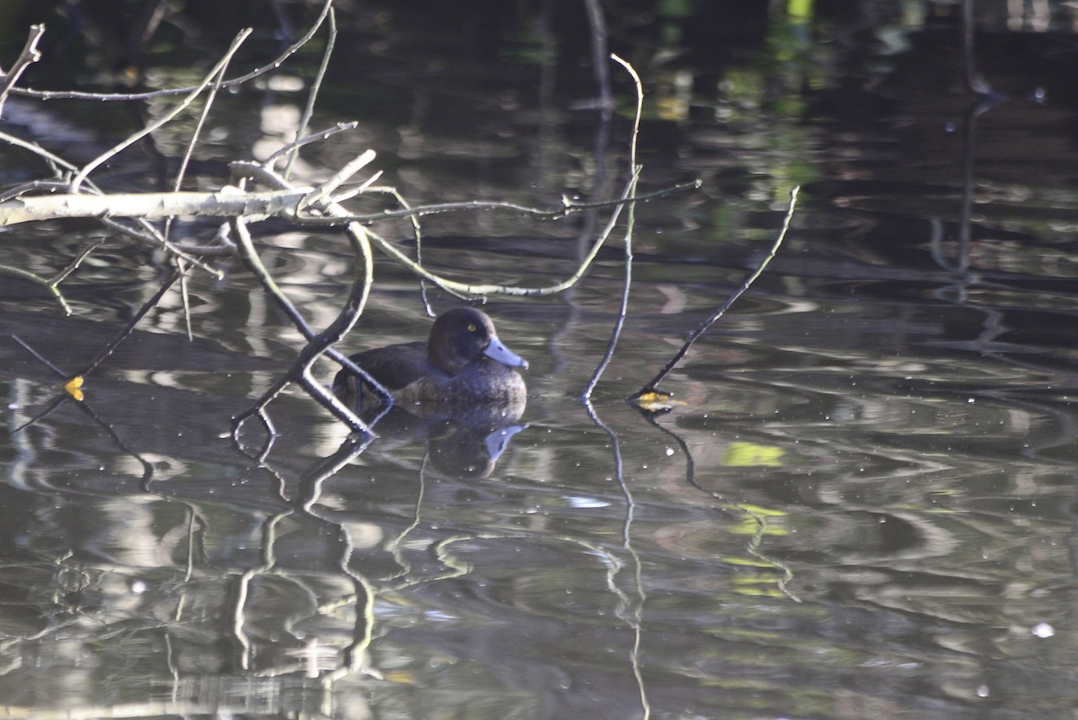 Tufted Duck - ML644874818