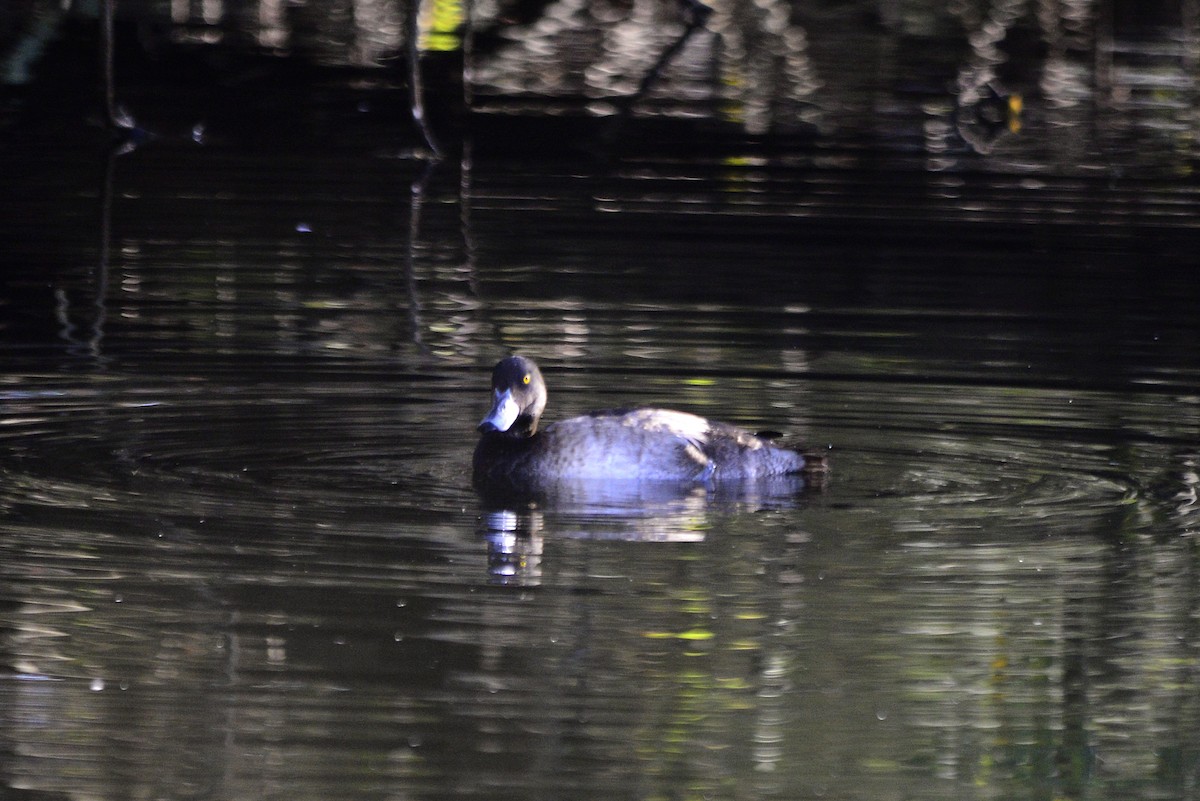 Tufted Duck - ML644874819