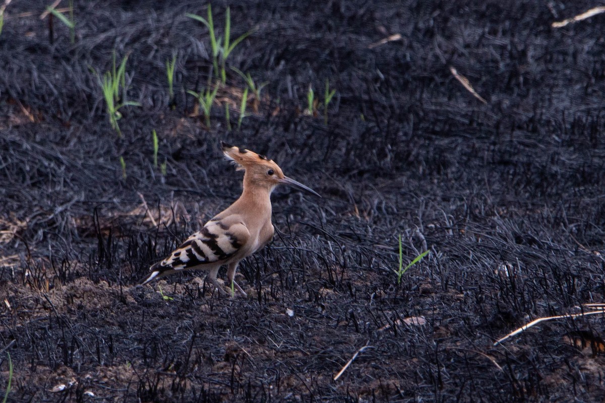 Common Hoopoe - ML644874824