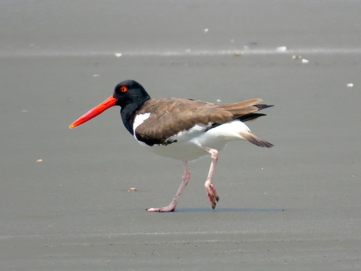 American Oystercatcher - ML644874825