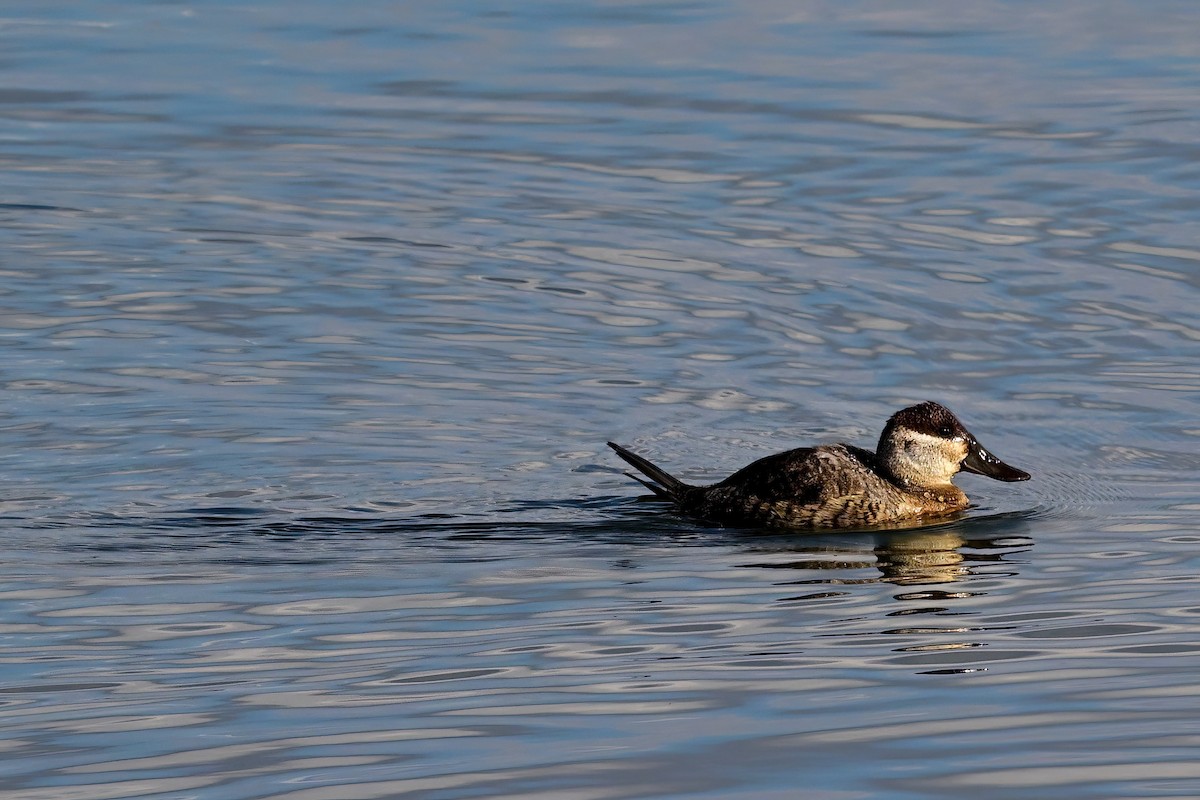 Ruddy Duck - ML644874827