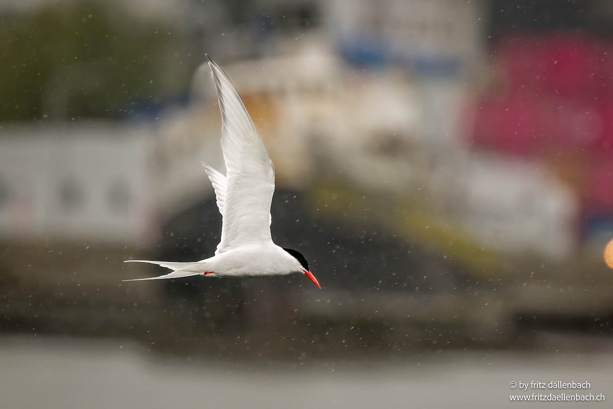 South American Tern - ML644874831
