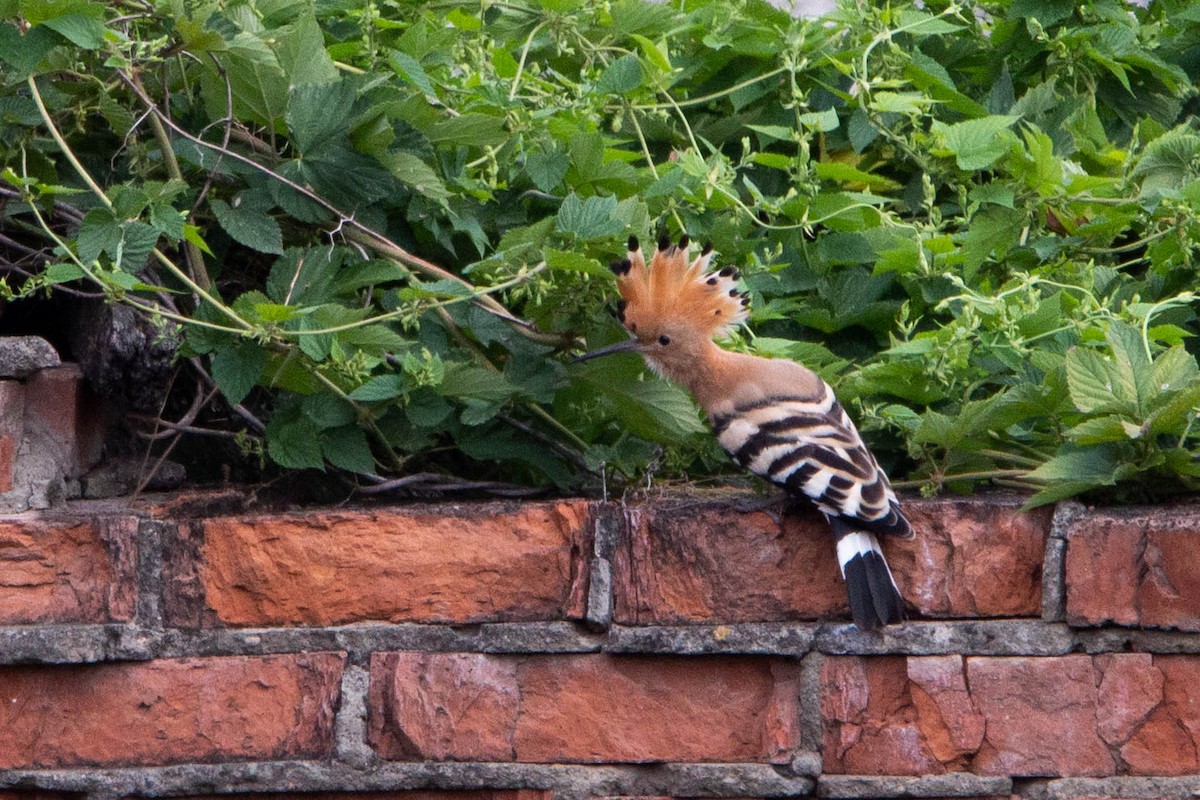 Common Hoopoe - ML644874832