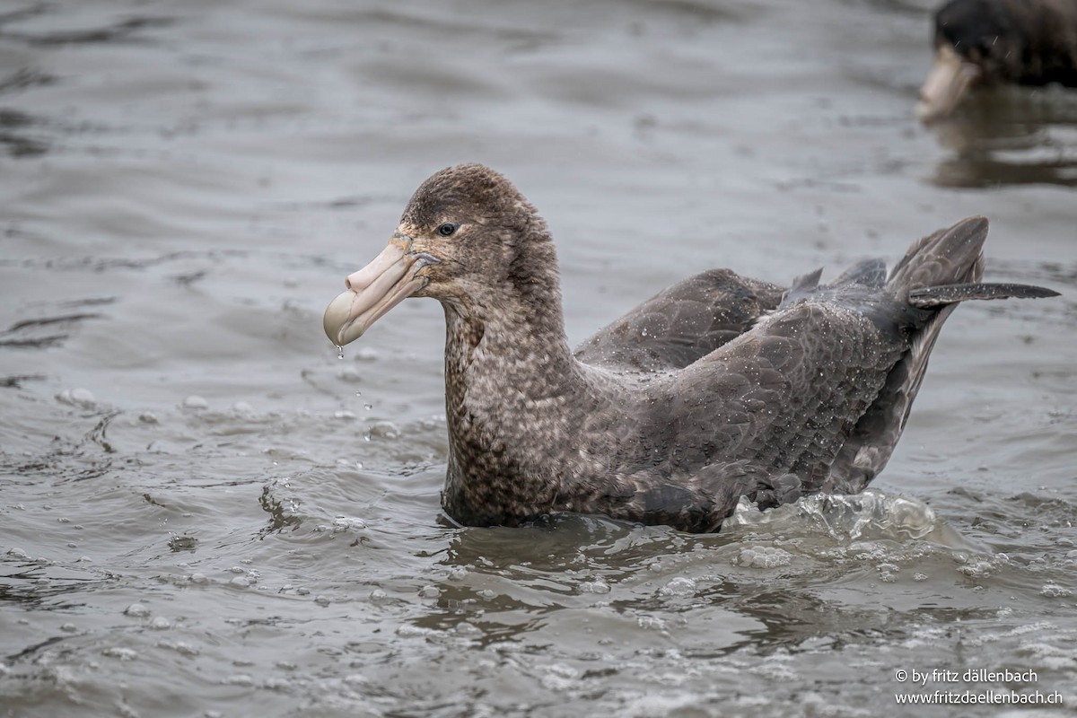 Southern Giant-Petrel - ML644874848
