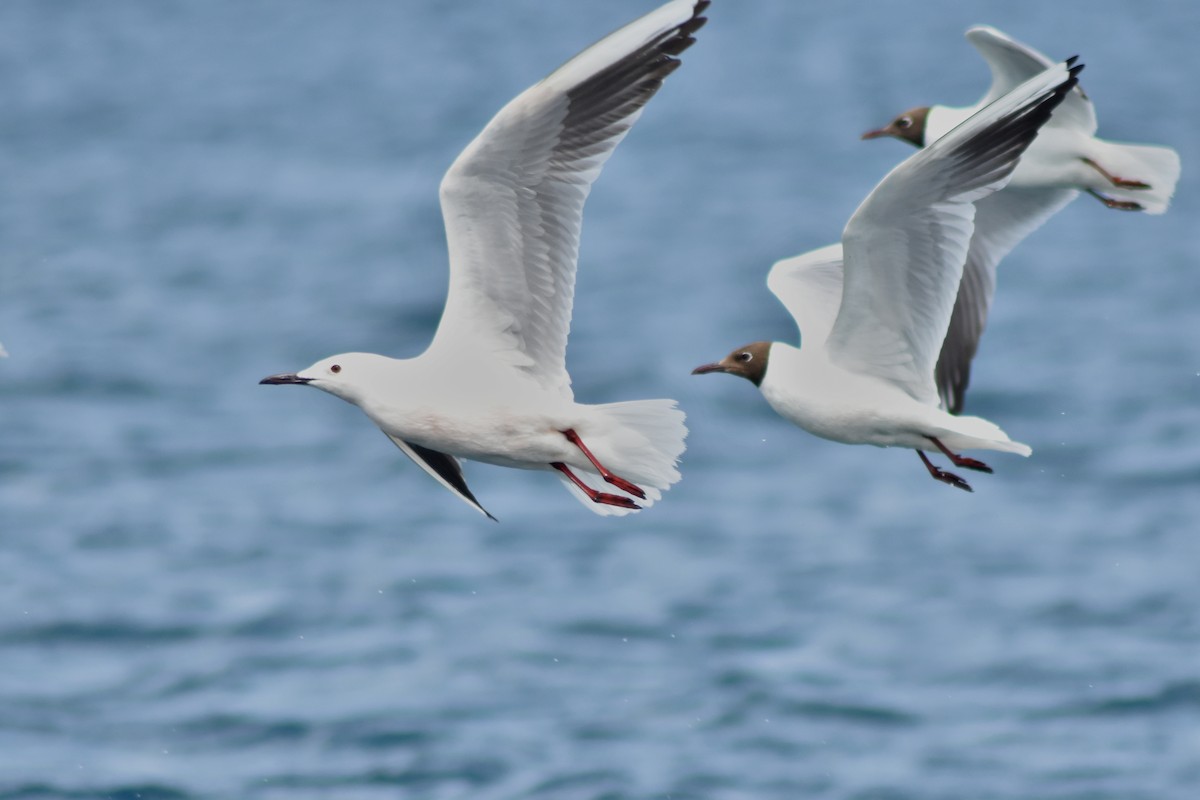 Slender-billed Gull - ML644874850