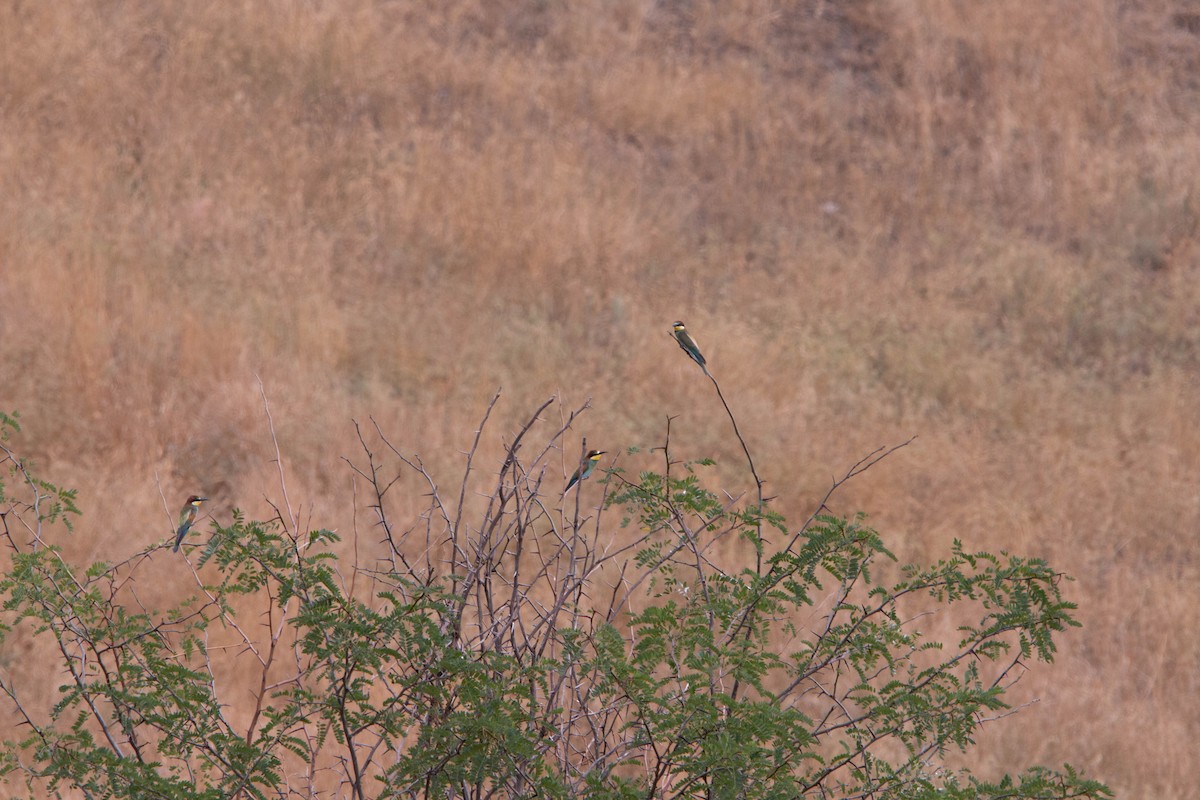 European Bee-eater - ML644874856