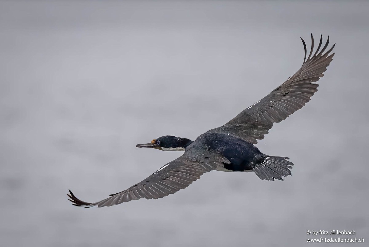 Imperial Cormorant - ML644874862