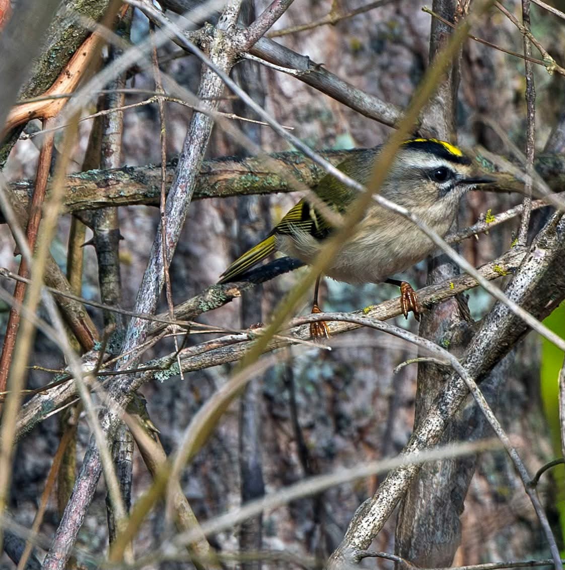 Golden-crowned Kinglet - ML644874863