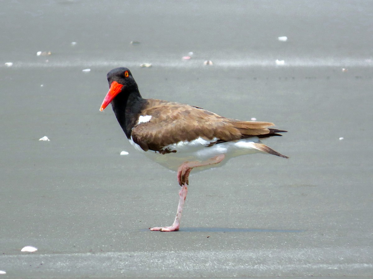 American Oystercatcher - ML644874864