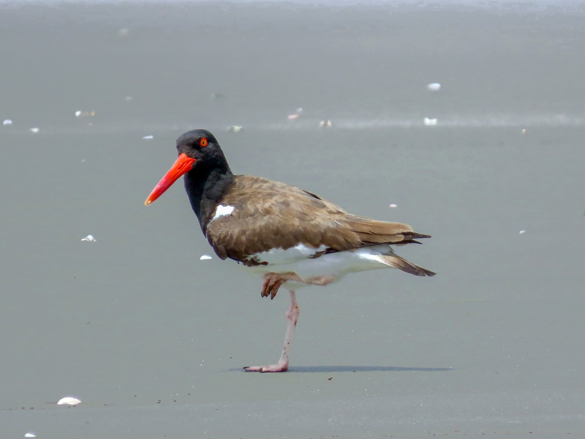 American Oystercatcher - ML644874872