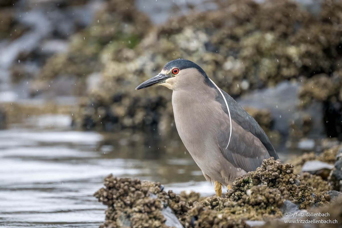 Black-crowned Night Heron - ML644874877