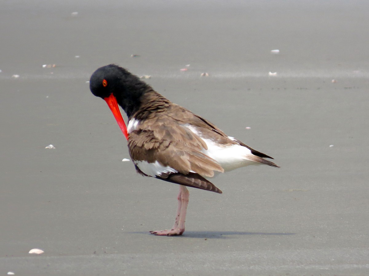 American Oystercatcher - ML644874878