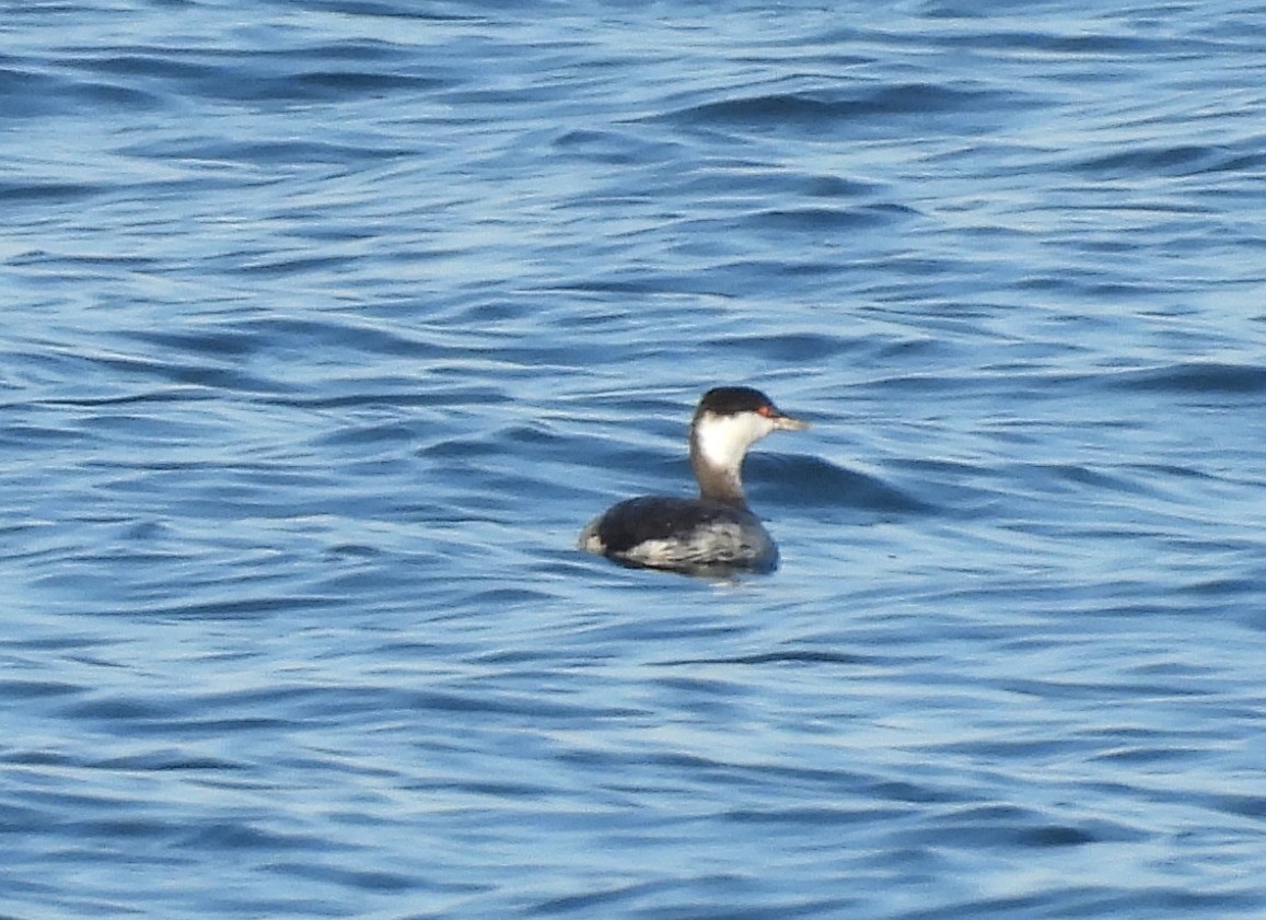 Horned Grebe - ML644874884