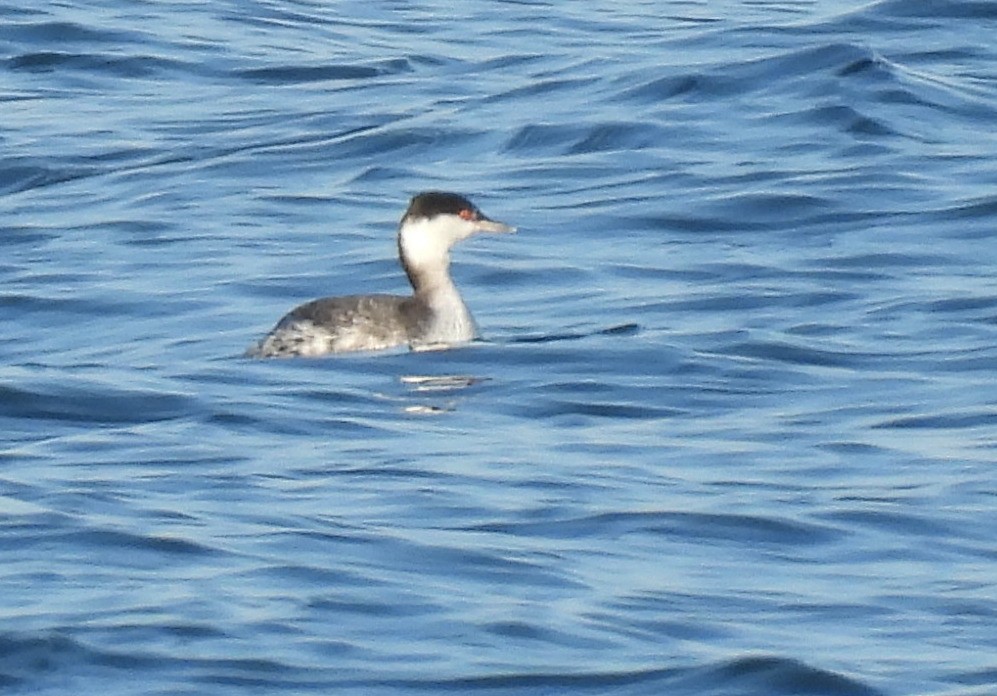 Horned Grebe - ML644874885
