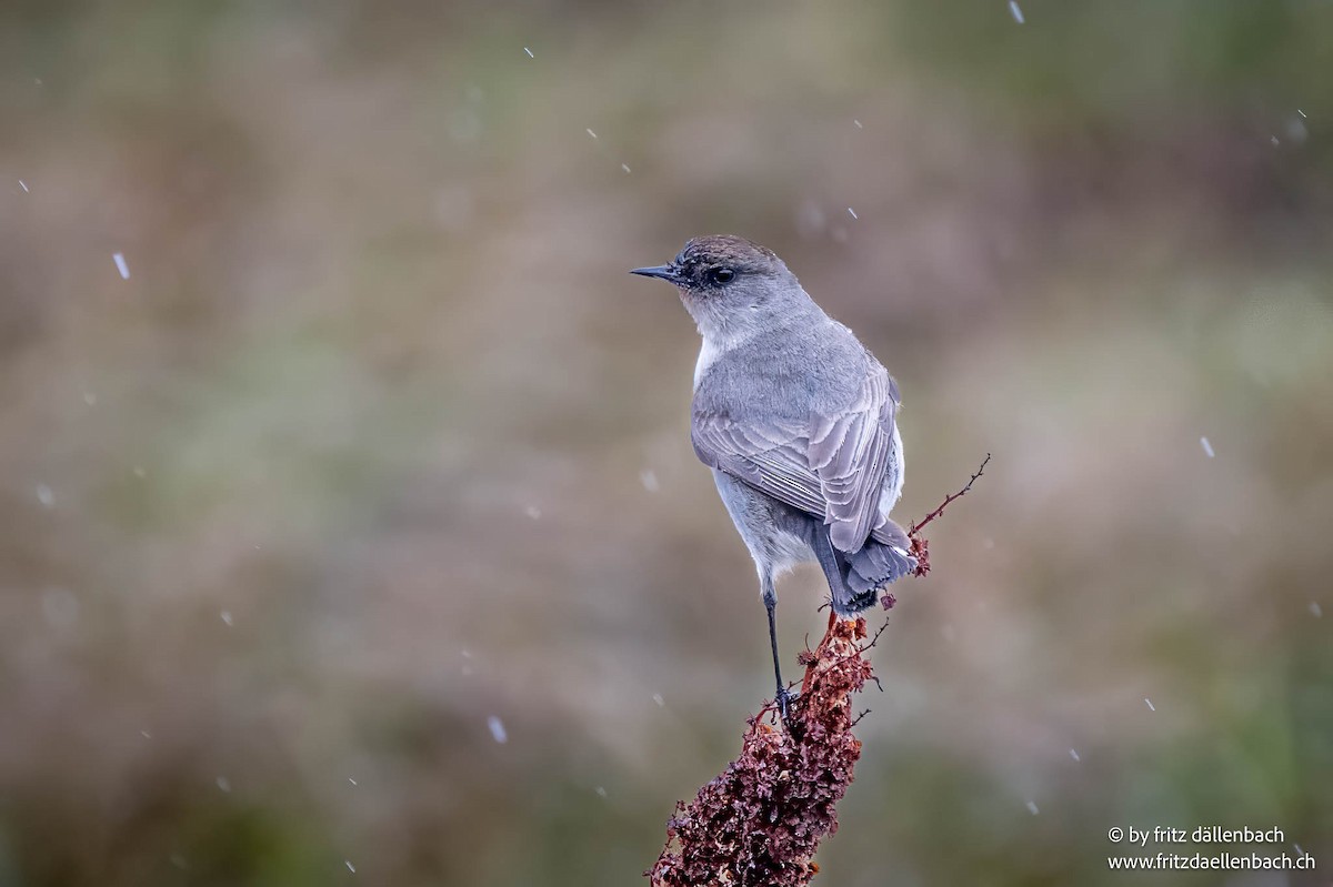 Dark-faced Ground-Tyrant - ML644874889