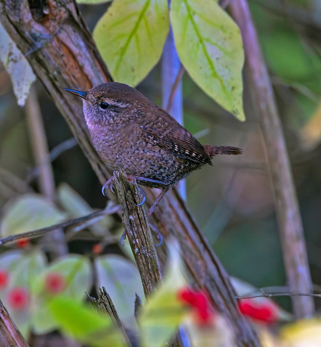 Winter Wren - ML644874890