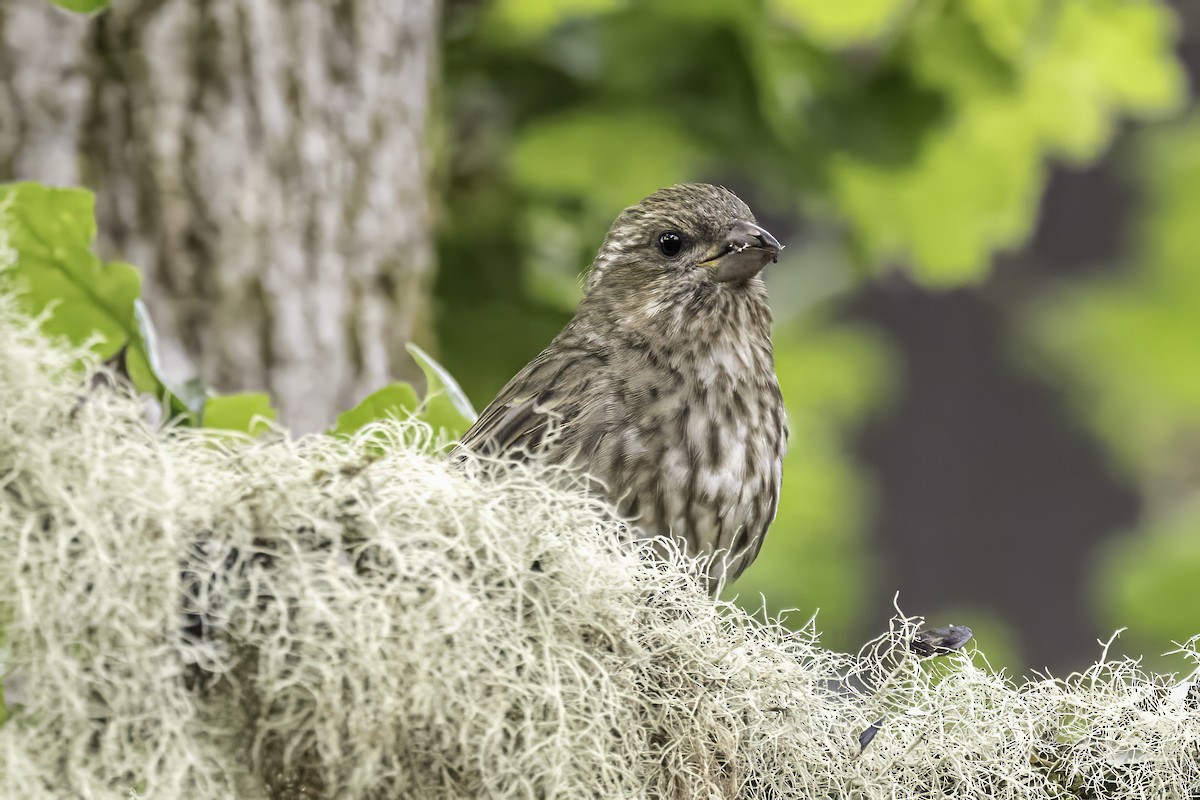 Camachuelo Purpúreo - ML644874893