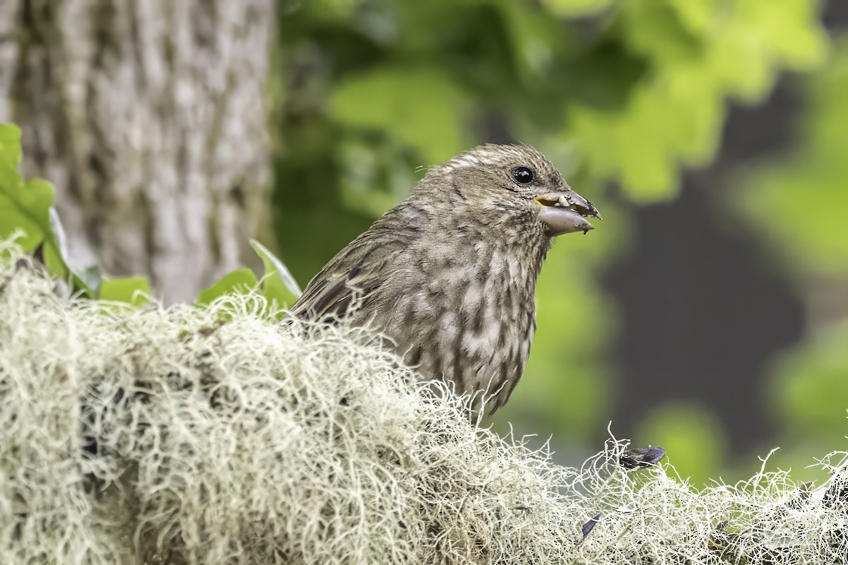 Camachuelo Purpúreo - ML644874897
