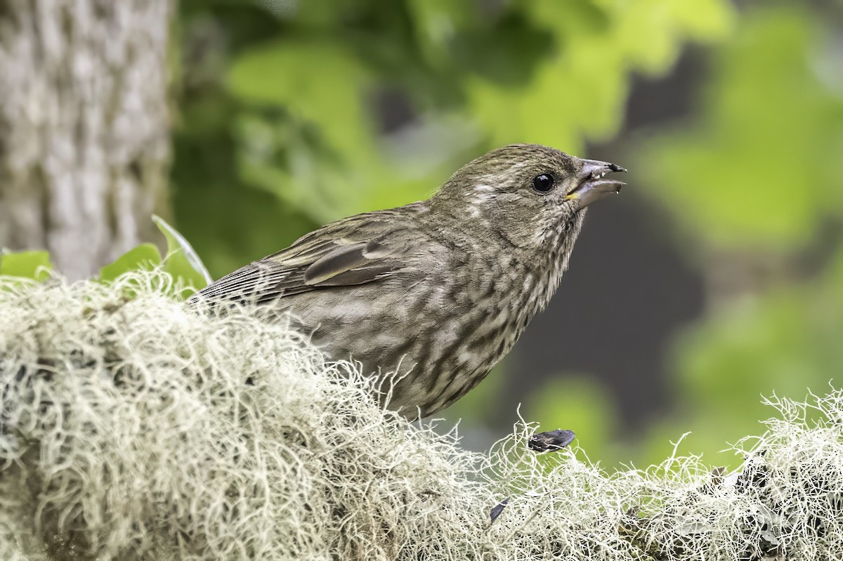 Camachuelo Purpúreo - ML644874904