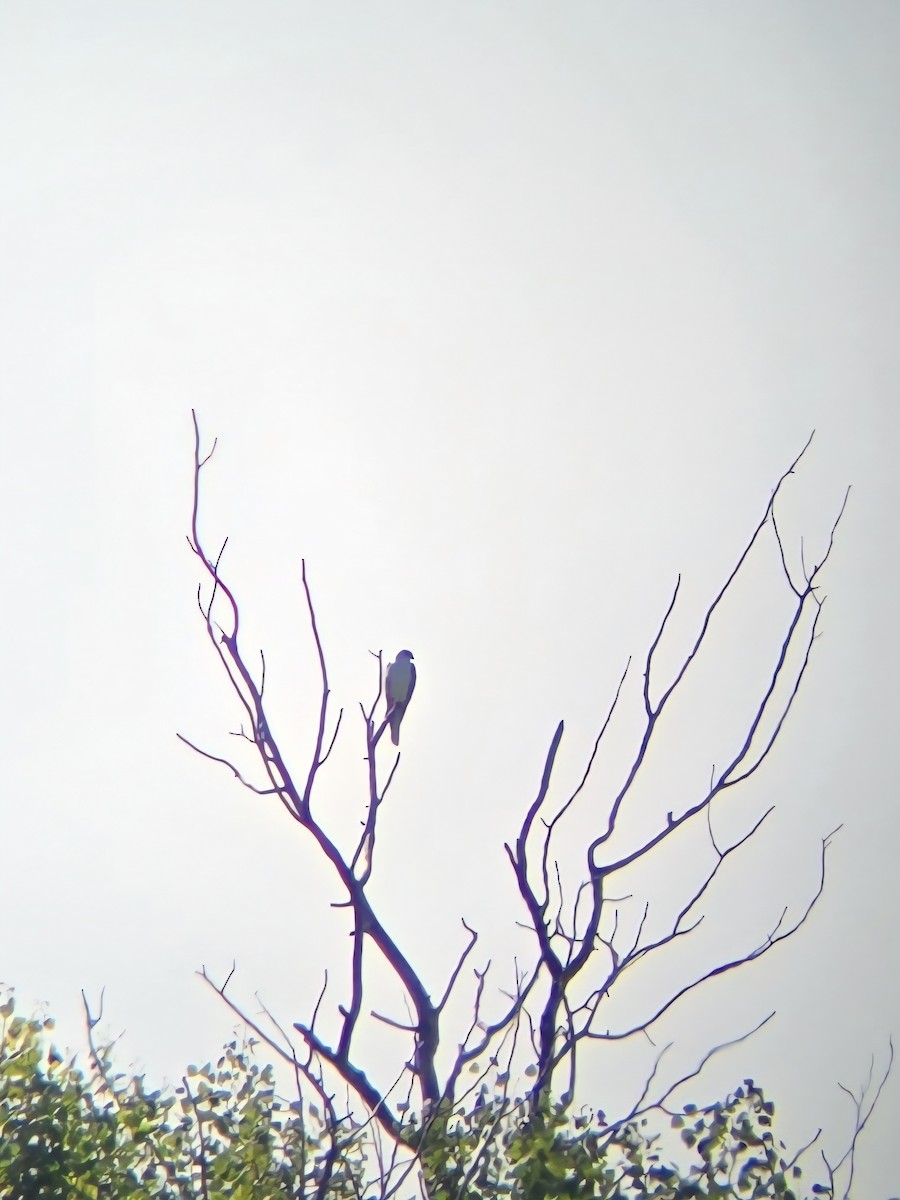 White-tailed Kite - ML644874905