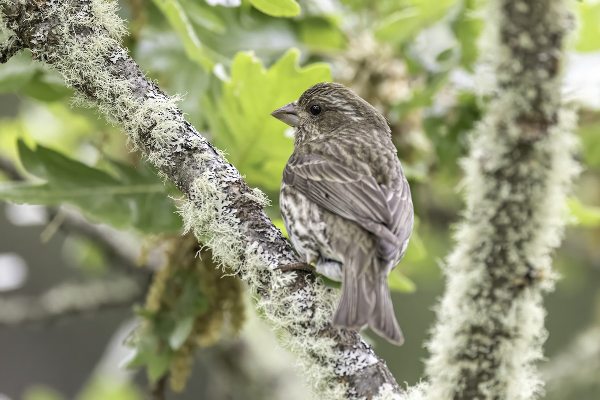 Camachuelo Purpúreo - ML644874913
