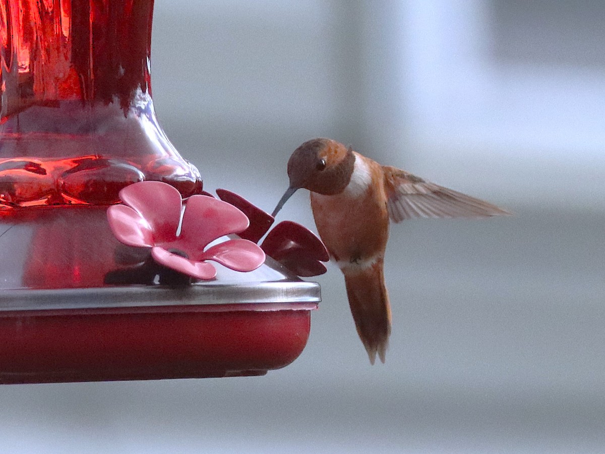 Rufous Hummingbird - ML644874914