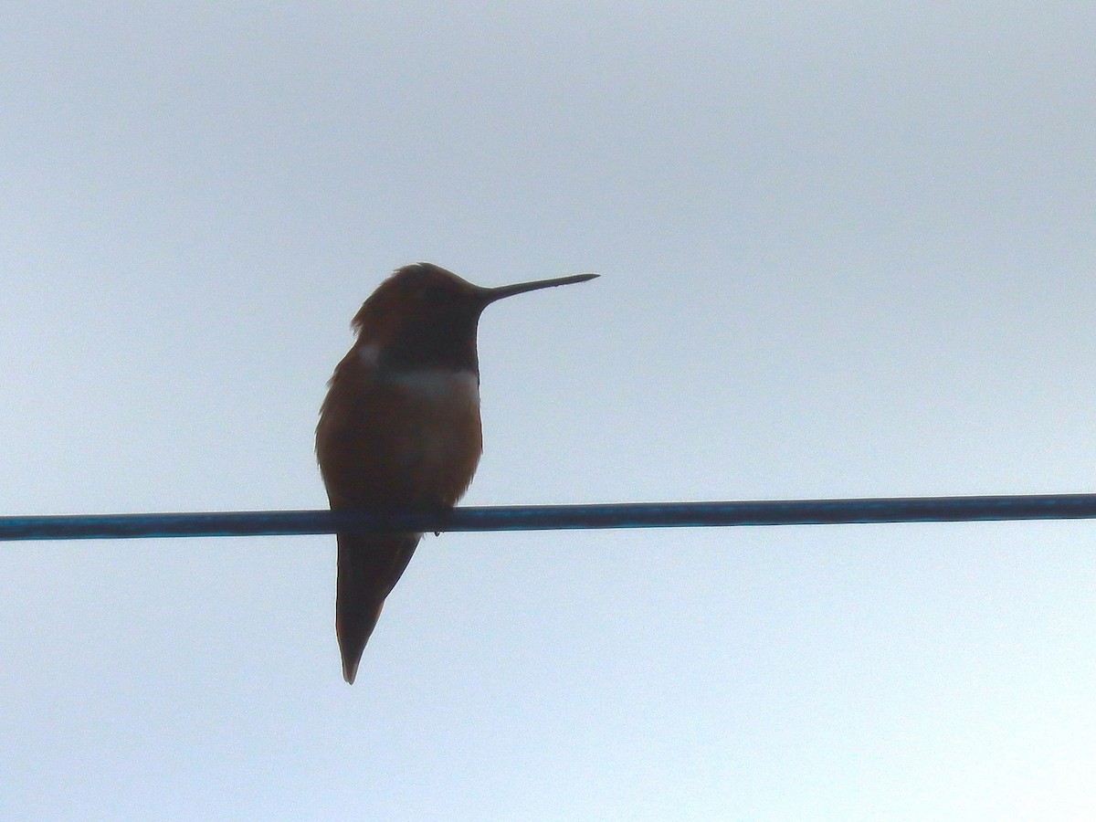 Rufous Hummingbird - ML644874917