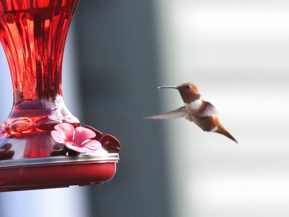 Rufous Hummingbird - ML644874918