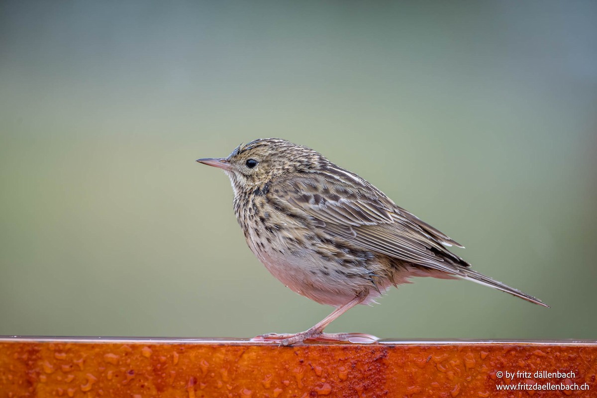 Correndera Pipit - ML644874921