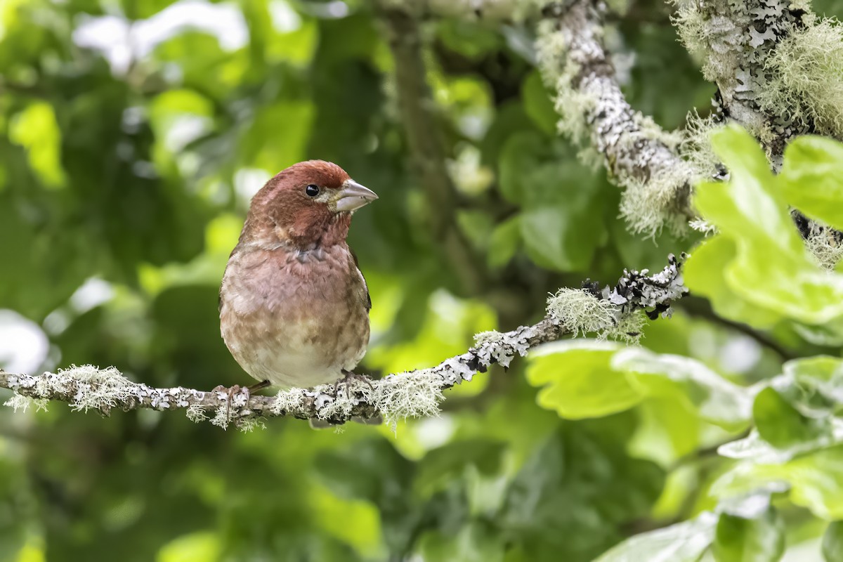 Camachuelo Purpúreo - ML644874926
