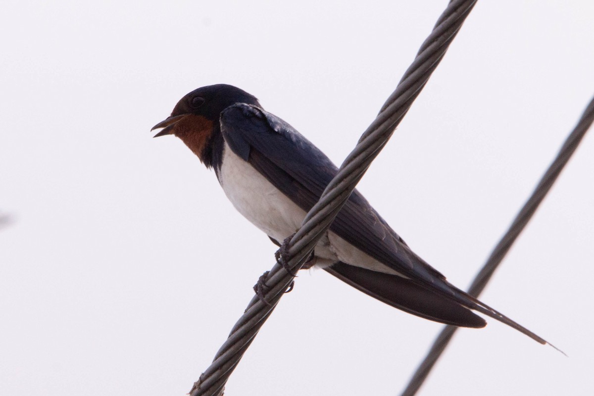 Barn Swallow - ML644874927
