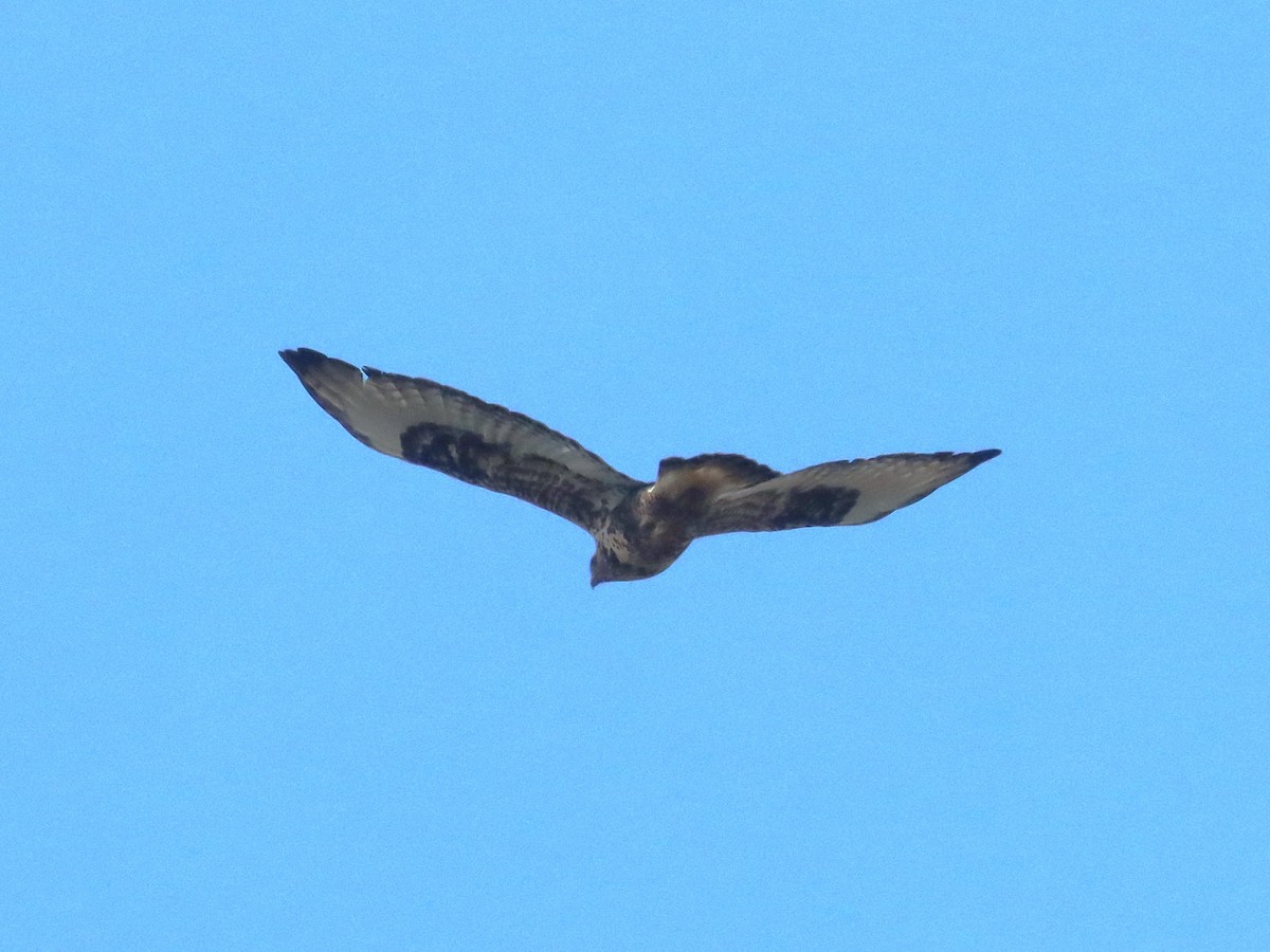 Rough-legged Hawk - ML644874928