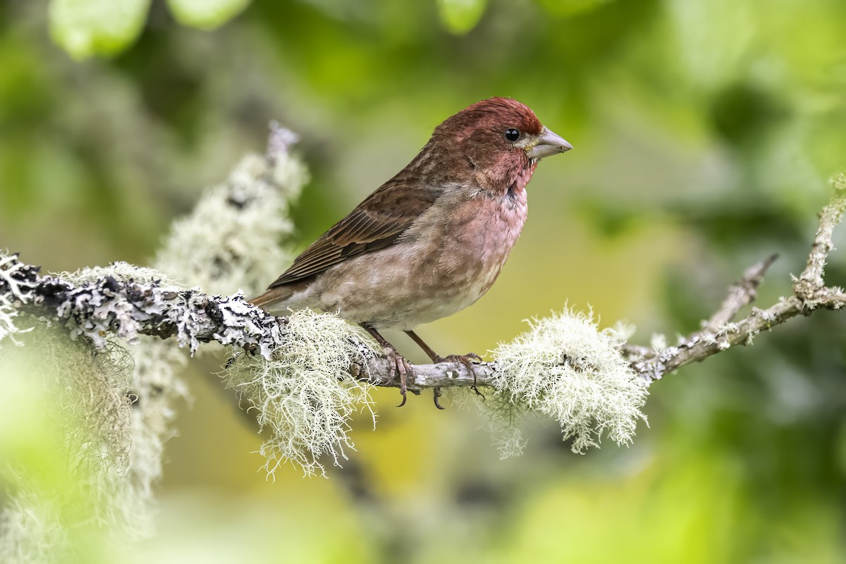 Camachuelo Purpúreo - ML644874929