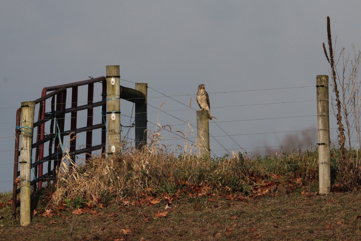 Pennsylvania Bird Atlas Checklist - 8 Nov 2025 - Sober Bridge, Spring ...