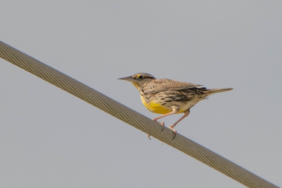 Eastern Meadowlark - ML644874940