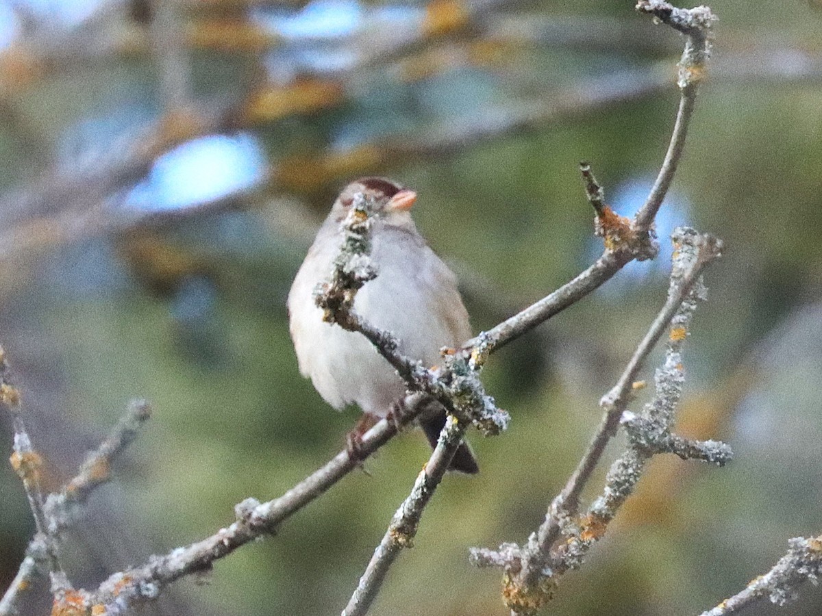 White-crowned Sparrow - ML644874945