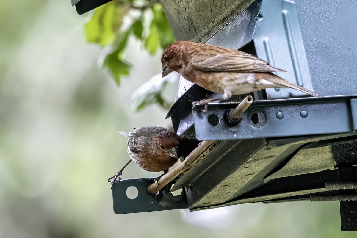 Camachuelo Purpúreo - ML644874946