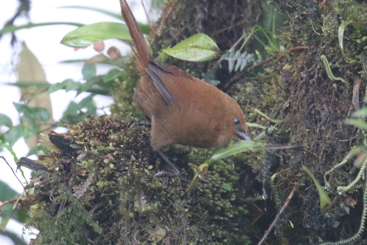 Rufous Spinetail - ML644874950
