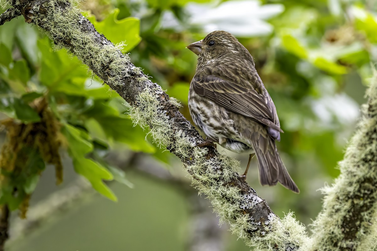 Camachuelo Purpúreo - ML644874952