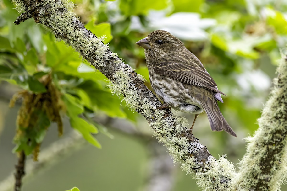 Camachuelo Purpúreo - ML644874954