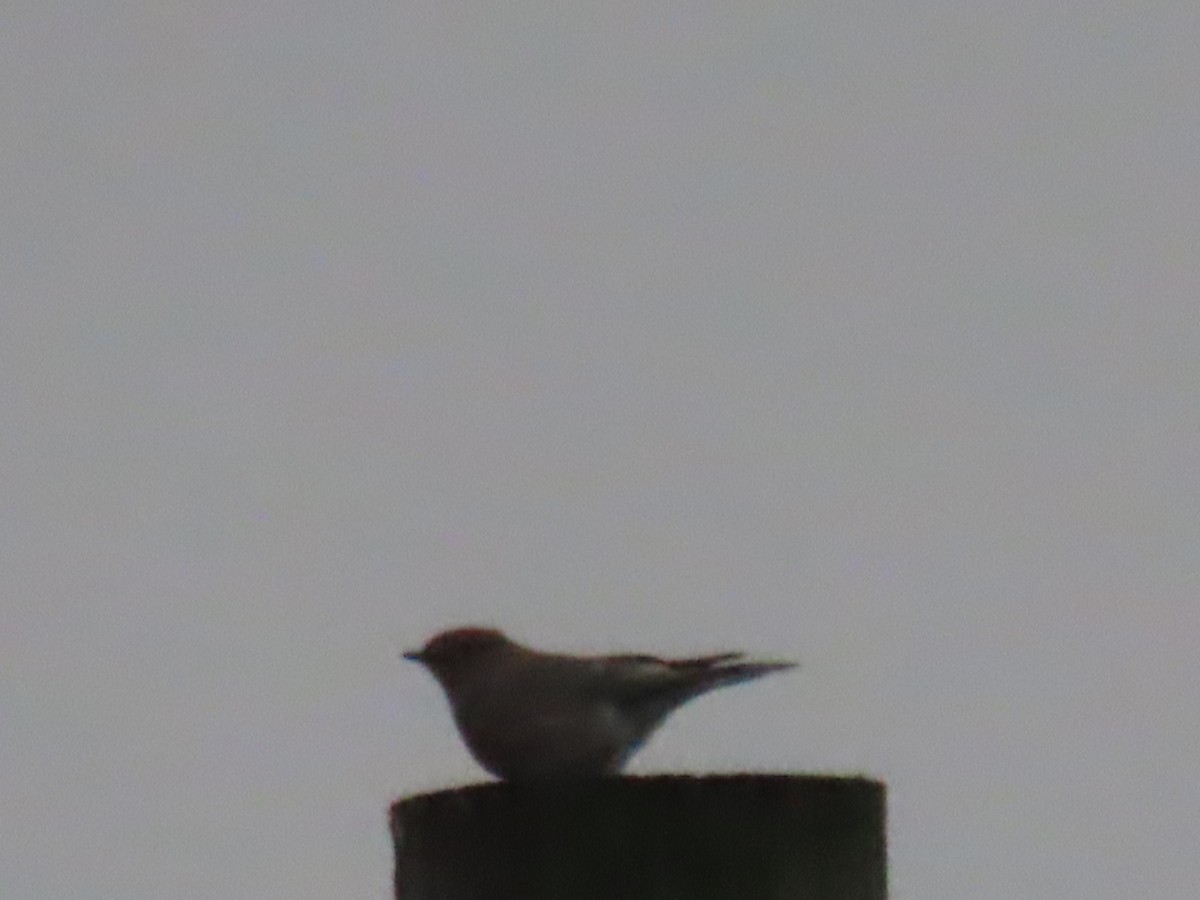 ムジルリツグミ - ML644874955